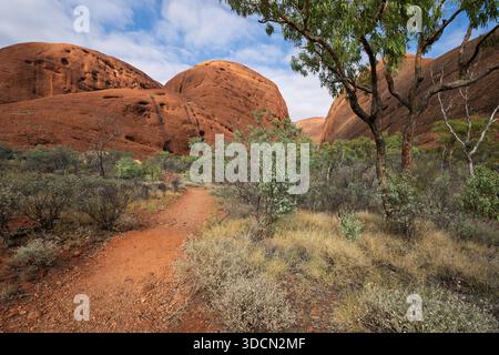 Una visuale a basso angolo di una pista rossa sterrata che conduce in un canyon tra le massicce cupole di roccia rossa di Kata Tjuta, con arbusti secchi e alberi dentro Foto Stock