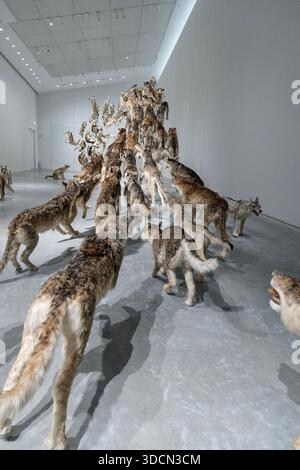 Installazione "Head On" con lupi in pelliccia sintetica di Cai Guo-Qiang, nuovo Museo d'Arte di Naoshima, Isola di Naoshima, Giappone Foto Stock