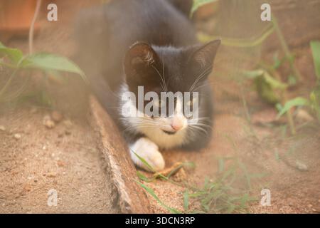 Goiania, Goias, Brasile – 23 dicembre 2025: Un gatto tabby, un gattino, abbandonato, giacente in un lotto vuoto, in mezzo all'erba. Foto Stock
