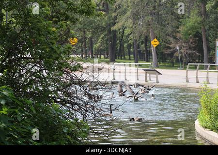 Gregge di oche del Canada che sbarcano sullo stagno artificiale Foto Stock