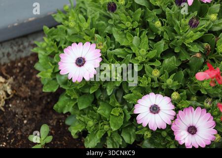 tre fiori bianchi rosa viola con molti petali contro una parete di foglie verde scuro (vista dall'alto, primo piano) Foto Stock