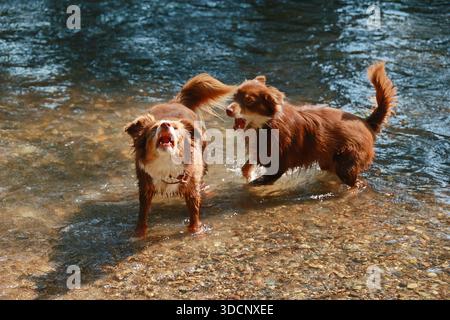 Due cani giocano in acqua Foto Stock