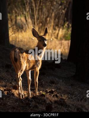 Il cervo mulo fawn (Odocoileus hemionus) si trova in una foresta illuminata vicino a Janesville, Lassen County, California. Foto Stock