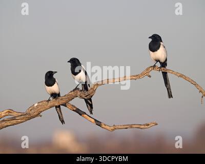 Magpie eurasiatiche (Pica pica) tre uccelli arroccati insieme su ramo, Spagna, febbraio Foto Stock