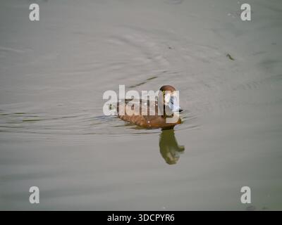 Una donna grande Scaup, Aythya marila, sull'acqua. WWT Slimbridge, Gloucestershire, Regno Unito. Foto Stock