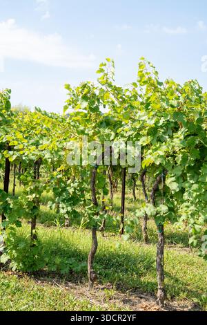 Verdi giovani piante di vite che crescono in filari su un vigneto italiano con grappoli di uve di vino bianco che maturano al sole Foto Stock