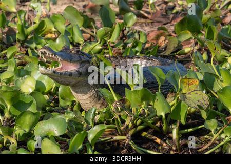 Caimano Pantanal (Caiman yacare) parzialmente sommerso in acqua, nelle zone umide del Pantanal brasiliano. Foto Stock