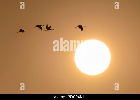 Un gruppo di gru di sabbia (Antigone canadensis) che volano nel cielo serale contro il sole che tramonta durante l'inverno, Aranzas County, Texas, USA. Foto Stock