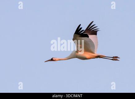 Gru panoramica (Grus americana) in volo nel cielo blu a tarda serata, Goose Island State Park, Aranzas County, Texas, USA. Foto Stock