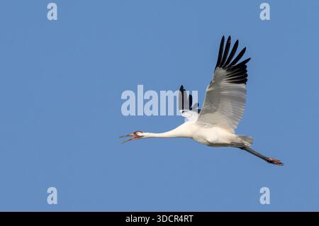 Gru a becco aperto (Grus americana) in volo nel cielo blu, chiamata con becco aperto, Aranzas County, Texas, Stati Uniti. Foto Stock