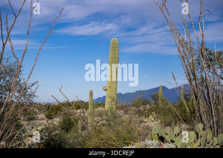 Paesaggio desertico di Sonora nel sud dell'Arizona Foto Stock