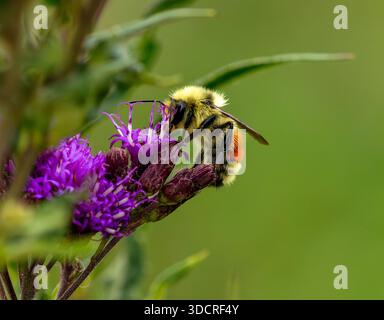 Primo piano su un Bumblebee della caccia che si nutre di un fiore di Ironweed viola. Foto Stock