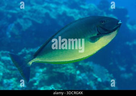 Elegante Unicornfish, naso hexacanthus, sito di immersione Gili Tepekong, Candidasa, Bali, Indonesia Foto Stock