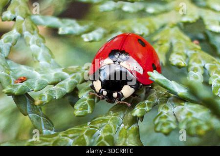Primo piano frontale del portafortuna simbolo della buona fortuna cocciniglia septempunctata, precursore della primavera, Germania Foto Stock