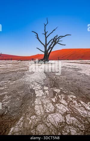 Alberi di Camelthorn morti nella salina di Deadvlei, Sossusvlei con dune rosse sullo sfondo Foto Stock