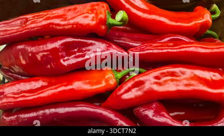 Peperoni dolci grandi in scatole grandi sugli scaffali dei negozi. Esposizione e vendita di verdure. Approvvigionamento. Foto Stock