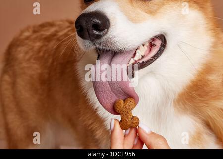 Primo piano di una lingua di corgi che lecca un biscotto di cane a forma di osso tenuto a mano per ricompensare gli alimenti per animali domestici e concezione di allenamento Foto Stock