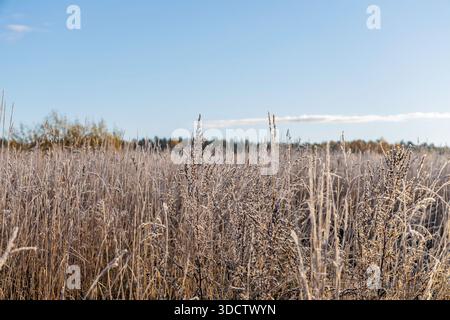 Vista dell'erba secca alta e delle piante selvatiche ricoperte di gelo bianco durante una mattinata fredda e luminosa in un campo autunnale. Foto Stock