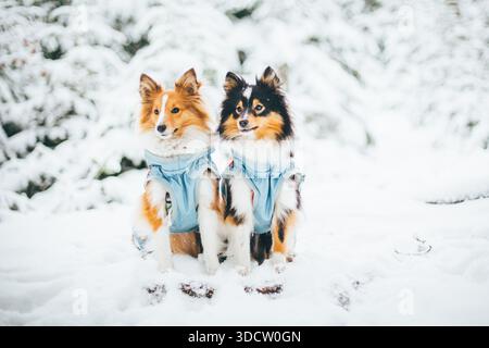 Cani da pastore delle Shetland che indossano cappotti Foto Stock
