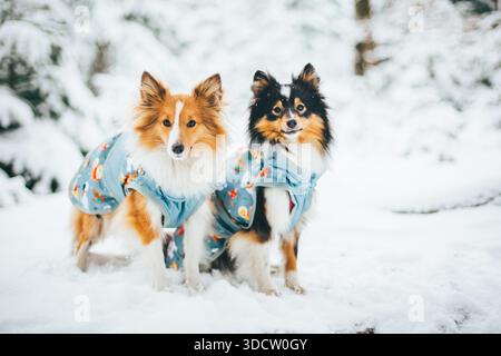 Cani da pastore delle Shetland che indossano cappotti Foto Stock