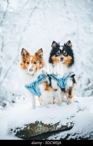 Cani da pastore delle Shetland che indossano cappotti Foto Stock