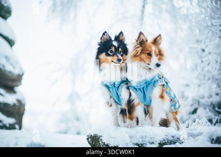 Cani da pastore delle Shetland che indossano cappotti Foto Stock