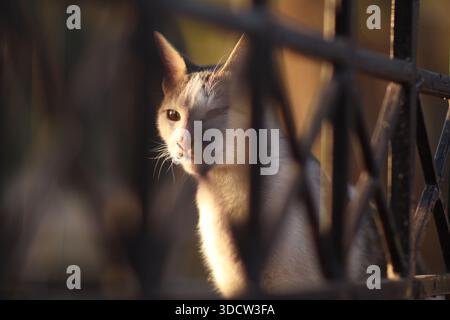 Giovane gatto bianco e nero che crea un volto, guardando la telecamera. Animali randagi. Foto Stock