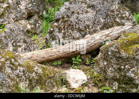 Albero marcio tra le rocce sul fondo della foresta Foto Stock