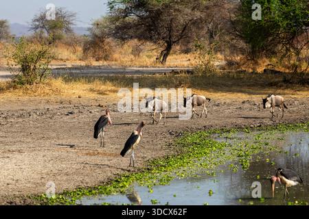 Gli GNU si avvicinano a una fossa d'acqua nel Tarangire National Park, Tanzania, mentre le cicogne di Marabou si trovano nelle vicinanze. Foto Stock