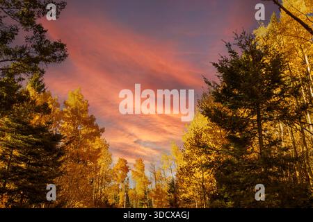 Una foresta autunnale dorata con un cielo colorato Foto Stock