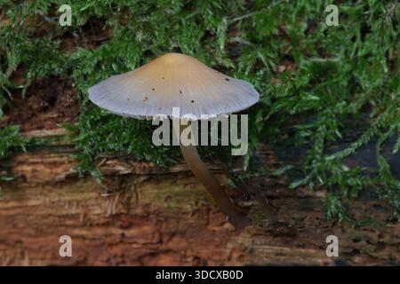 Primo piano di un unico Common Bonnet, Mycena galericulata, funghi che crescono da un vecchio tronco. Lo sfondo naturale ha spazio per la copia del testo Foto Stock