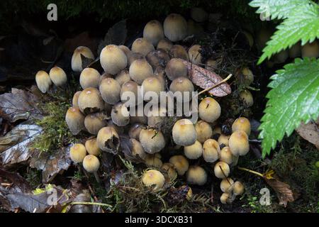 Primo piano di un gruppo di luccicanti Inkcap, Coprinellus micaceus, funghi, noti anche come Mica Cap Foto Stock