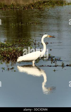 Great White Egret Fishing in a Waterhole in Selinda Reserve, Chobe National Park, Okavango Delta, Botswana Foto Stock