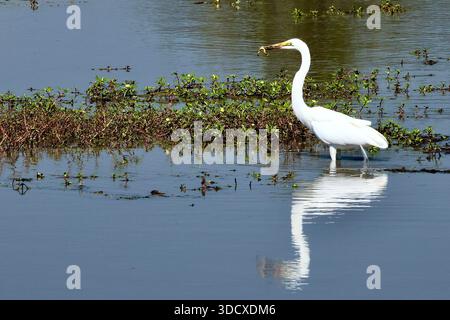 Great White Egret Fishing in a Waterhole in Selinda Reserve, Chobe National Park, Okavango Delta, Botswana Foto Stock