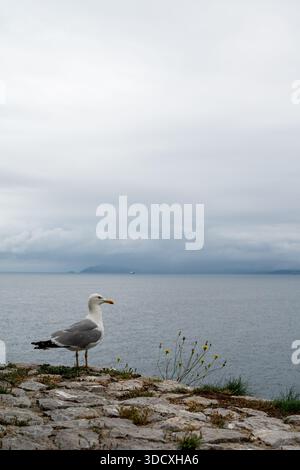 Un gabbiano sorge su una sporgenza rocciosa che si affaccia sull'oceano. Il cielo è nuvoloso e l'acqua è calma Foto Stock