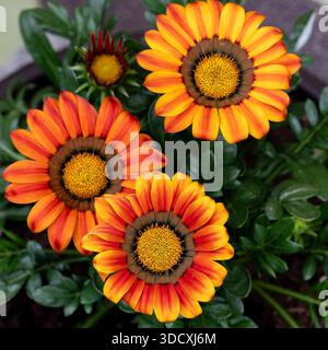 Primo piano, vista dall'alto dei vivaci fiori di gazania arancione e giallo circondati da foglie verdi sane. Fotografato all'aperto con luce naturale. Foto Stock