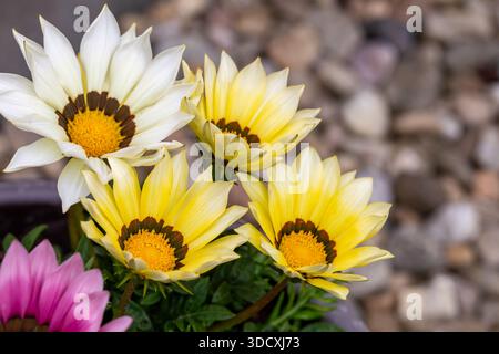 Primo piano mostra un gruppo di vivaci fiori di Gazania con petali bianchi, gialli e rosa, ciascuno caratterizzato da un centro marrone scuro, adagiato su uno sfocato Foto Stock