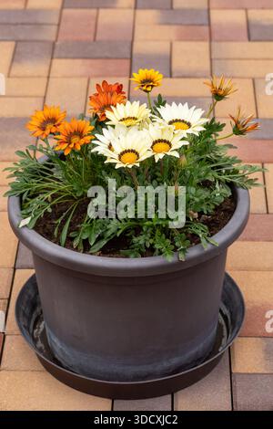 Primo piano di fiori di tesori in colori misti come arancione, giallo e bianco, piantati in una pentola marrone e collocati su un patio in mattoni. Foto Stock