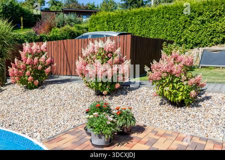 Primo piano di ortensie paniculata in fiore in giardino di ghiaia con pietre di ciottoli e recinzione di legno in un cortile con piscina e vasi di fiori. Foto Stock