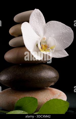 Una composizione serena con pietre zen impilate, una delicata orchidea bianca con goccioline d'acqua e foglie verdi vibranti su uno sfondo nero, cre Foto Stock