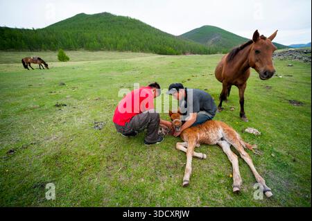 Cavalli Mongolia Foto Stock
