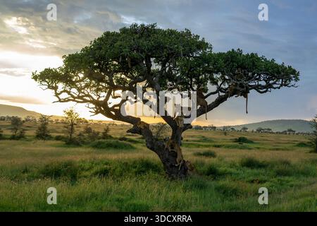 Leoni (Panthera leo) sull'albero al tramonto, Parco Nazionale del Serengeti, Distretto di Ã‚Â NgorongoroÃ‚Â, Tanzania Foto Stock
