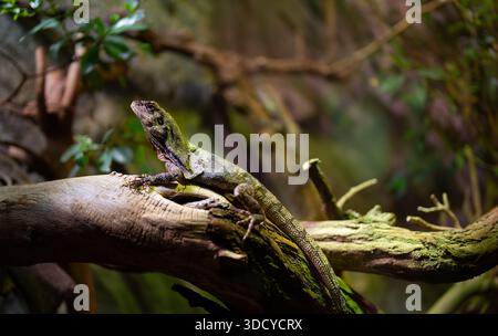 Lucertola dalla fregatura australiana appoggiata su un ramo muschiato. Foto Stock