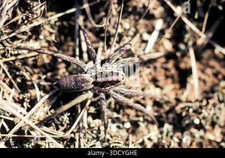 Lycosidae Sundevall, Wolf Spider Foto Stock
