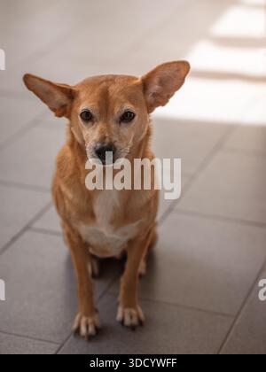Piccolo mix di chihuahua marrone seduto su pavimento piastrellato all'interno, inondato dalla luce solare dappata con un'espressione di allerta e orecchie erette, guardando verso la fotocamera Foto Stock