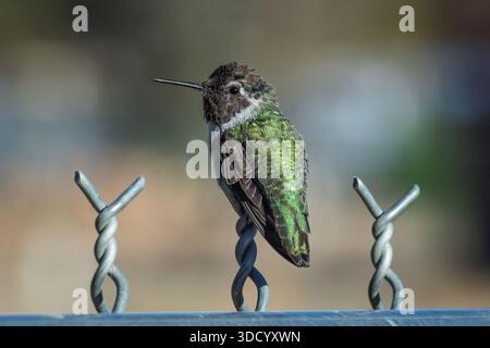 Un colibrì maschio di Anna (Calypte anna) si trova in cima a una recinzione a catena. Foto Stock