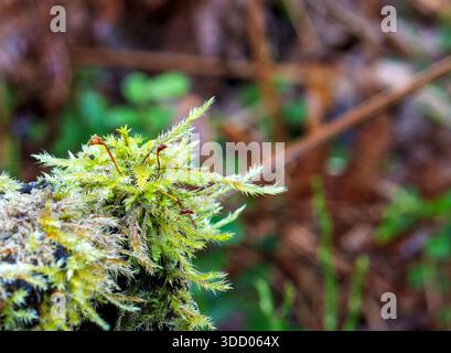 Macro di comune Tamarisk Moss Thuidium tamariscinum e Cup Lichen su un tronco di foresta in decadenza Foto Stock