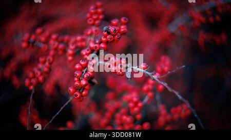 Un primo piano di un ramo con frutti di bosco rosso brillante su un cespuglio orizzontale di cotoneaster. Le bacche di colore rosso brillante sono compensate da uno sfondo sfocato. Sfondo Foto Stock