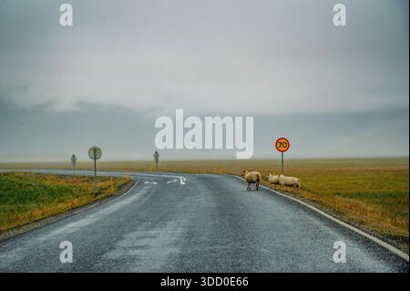 Pecore che attraversano la strada nella campagna islandese. Foto Stock