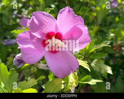 Fiorisce l'ibisco rosa Foto Stock
